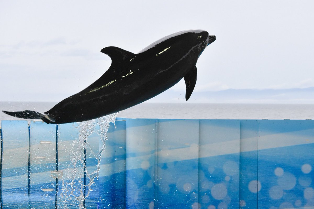 Awaawaawatan's tweet photo. 空飛んでるみたい…🛫

#新江ノ島水族館 #enosui #えのすい #きずな #kizuna #イルカショースタジアム https://t.co/bUbmUGq3Ct