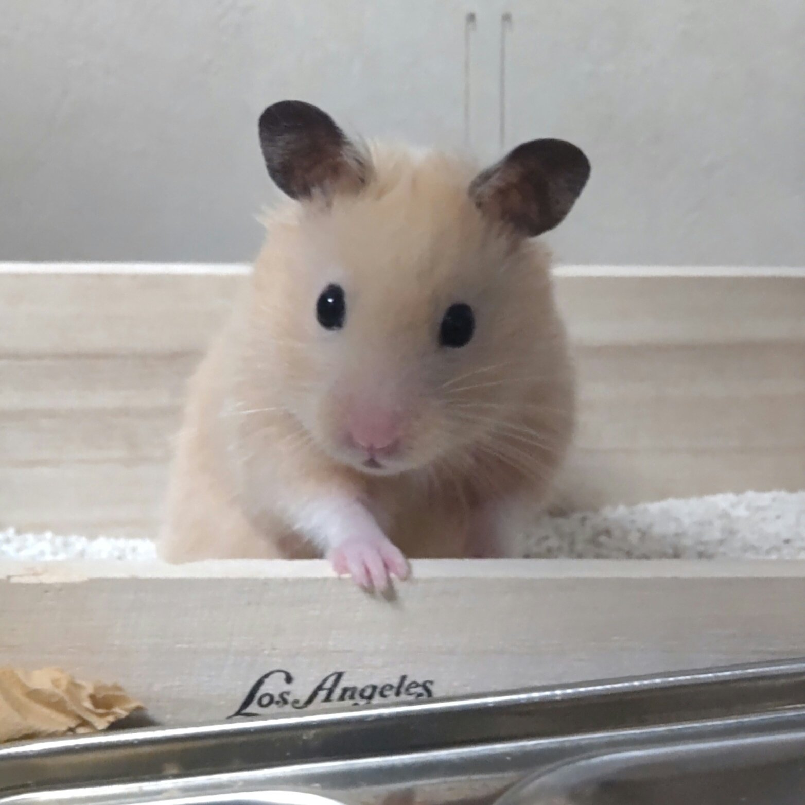 いむこ キンクマの ぎん 皆さんこんばんは 掃除をされて 砂風呂もボクの臭いが消えてるじゃないか 下に前のを少し残しているから掘ったら混ざるよ ハムスターのいる生活 T Co Rltwmko9i4 Twitter