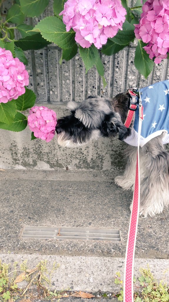 SYUNA1028's tweet photo. お散歩途中の紫陽花
ふたりともクンクン😊
ロールの方は紫陽花がハート♥っぽい😆 https://t.co/JZMIZBRQ8M