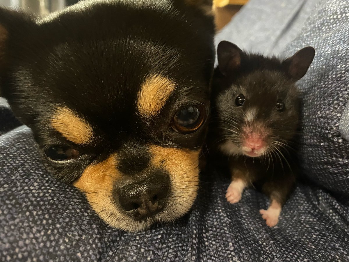 ranrisushimezi's tweet photo. うにです🐹 https://t.co/O97eYH1kdx