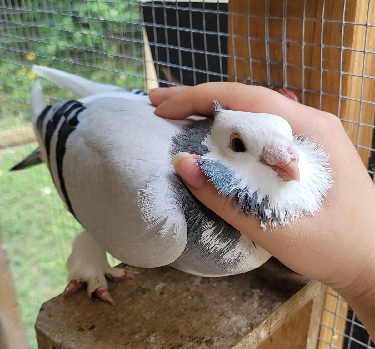 mellifexfarm's tweet photo. I havent talked about it much on here, but I do breed pigeons for pets and to take to pigeon shows! which are a thing that exists! https://t.co/2aymDbBPDU