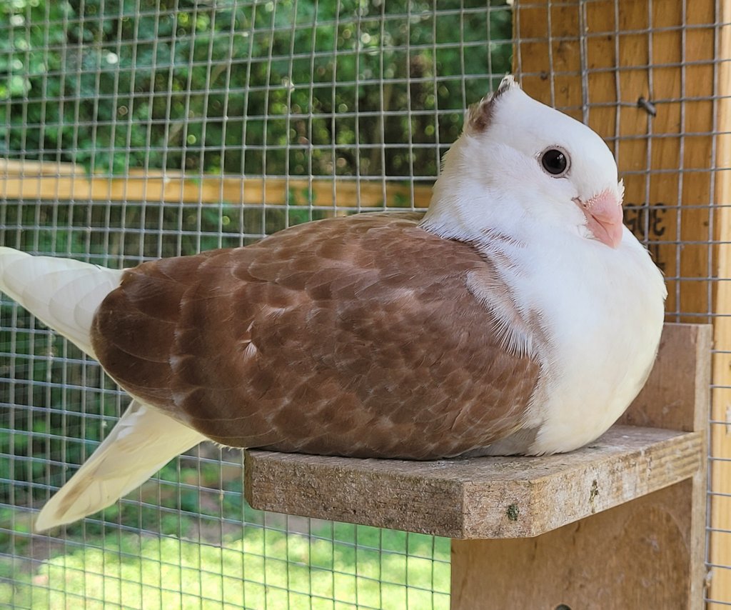I havent talked about it much on here, but I do breed pigeons for pets and to take to pigeon shows! which are a thing that exists!