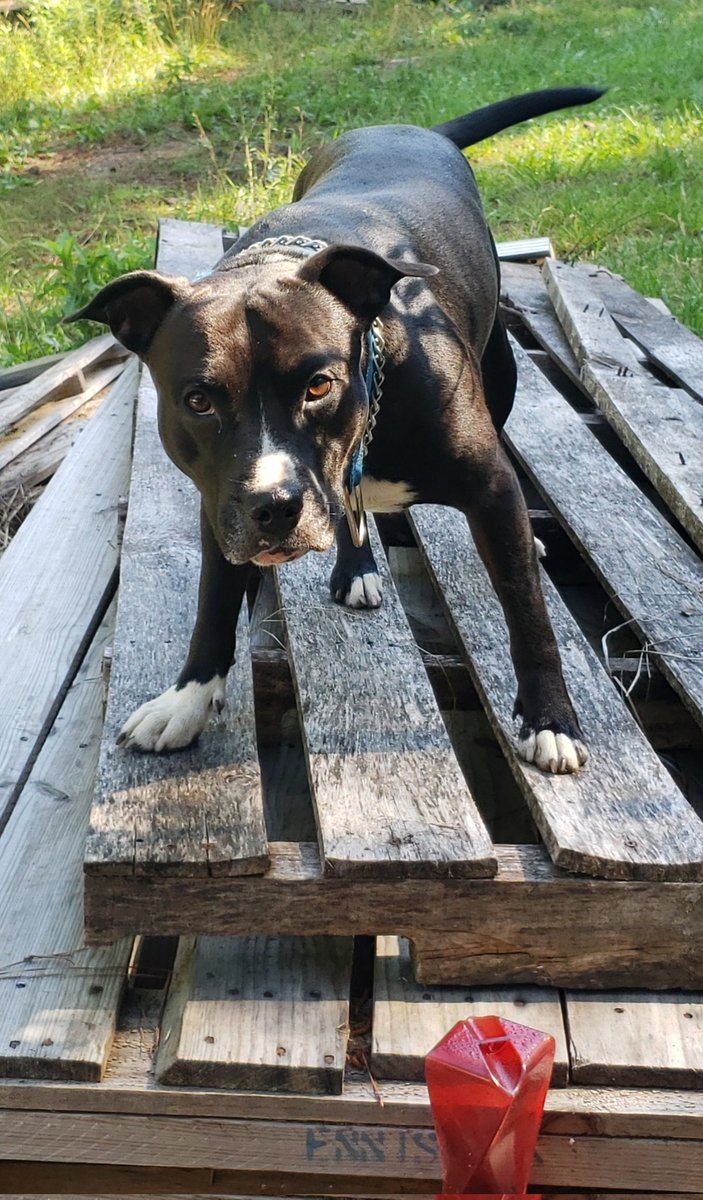 qtloon's tweet photo. Dog pic for the TL https://t.co/G6sFMU0JRi