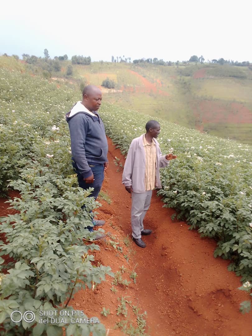 Heureux d'apprendre les avancées significatives de la coop #Tujehamwe_i_Busiga. Grâce au soutien technique de <a href="/Agriterra/">Agriterra</a> au #Burundi, elle est devenue source d'approvisionnement de semences de PDT à #Busiga et ses environs. <a href="/NLinBurundi/">Ambassade du Royaume des Pays-Bas au Burundi</a> <a href="/IFDCBurundi/">IFDC Burundi</a> <a href="/jasperspikker/">Jasper Spikker</a> <a href="/FAOBurundi/">FAO au Burundi</a>