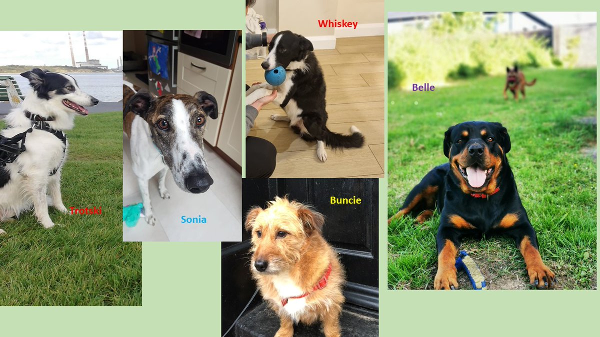 Due to some participants dropping out we have 3 more spaces left in the study. Would you like for your dog to join this lovely group of dogs? 🙂 If so, drop us an email! dogownermicrobiome@ucd.ie