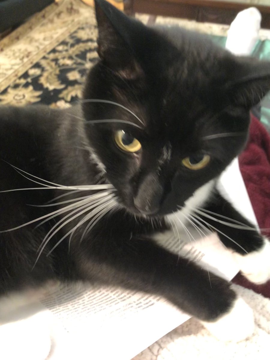 Dolores_McKeen's tweet photo. Post #OBAnes call day.. #CatSitting. Updating #LitReview for #ERACs presentation.. Seriously ➡️➡️💯BEST excuse ⬇️⬇️academic productivity #PurrTherapy? Or #FurTherapy? #tuxedo #CatsOfTwitter #Jasper @KeeleyBarnable @KristaCorinne @CASUpdate @MUNMed https://t.co/JdXDDWGkhm