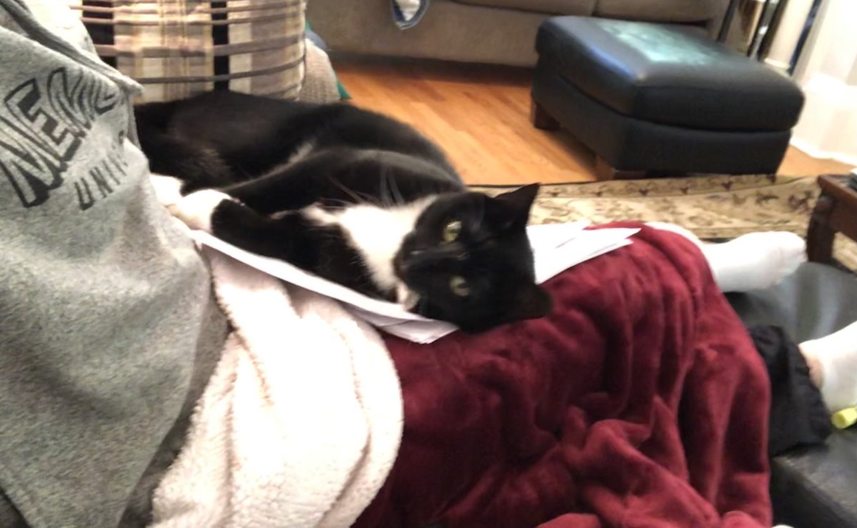 Dolores_McKeen's tweet photo. Post #OBAnes call day.. #CatSitting. Updating #LitReview for #ERACs presentation.. Seriously ➡️➡️💯BEST excuse ⬇️⬇️academic productivity #PurrTherapy? Or #FurTherapy? #tuxedo #CatsOfTwitter #Jasper @KeeleyBarnable @KristaCorinne @CASUpdate @MUNMed https://t.co/JdXDDWGkhm