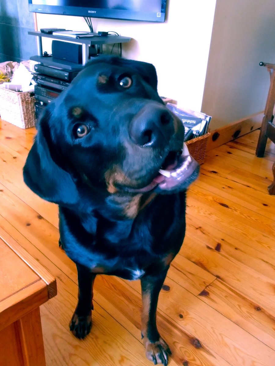 Gary the Doggy tweet media