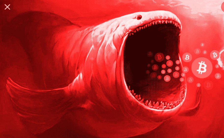 Heacox_'s tweet photo. #Bitcoin The real whales 🐋 won’t stop until they hit liquidation! They are ruthless…liquidation snipers. https://t.co/HySF3060iV