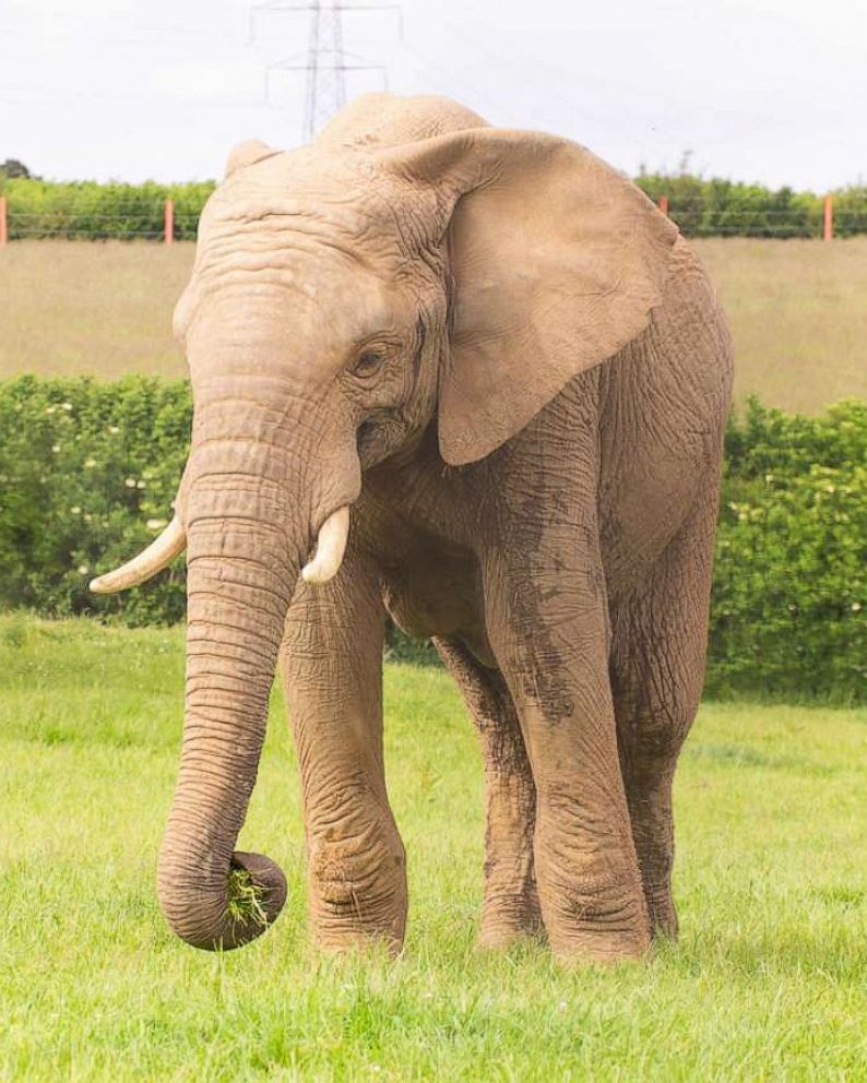 crosscurrents's tweet image. New post: Happy’s Happy, But Not Human by Avi Shafran - cross-currents.com/2022/06/19/hap…