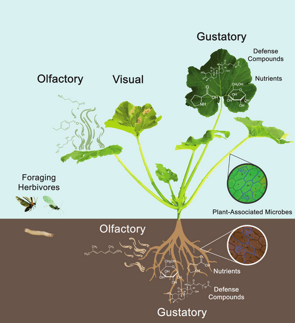 Plants_MDPI's tweet photo. Editor's Choice Article #plants_mdpi

"The Role of Plant-Associated Microbes in Mediating Host-Plant Selection by Insect Herbivores"

https://t.co/BGIhL61sS3

Published: 18 December 2019
Views: 4826
Citation: 22 https://t.co/tutOvbcheR