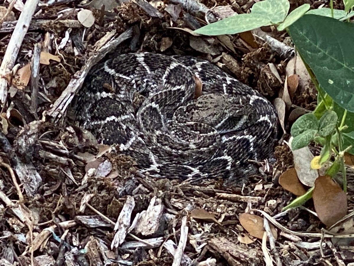 My wife, Michelle, almost stepped on this guy in the garden this morning. Didn't have anything in the foreground for scale but I'd say coiled up like this he's about 8" in diameter. Western Diamondback Rattlesnake.