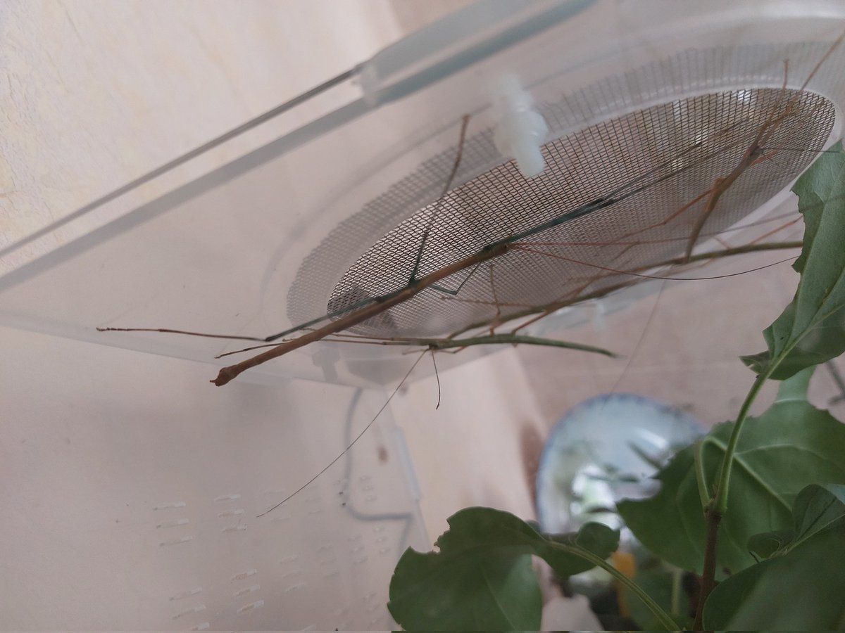 rtt17000's tweet image. Help... normal son corps marron et ses  pattes bleues ? #phasme