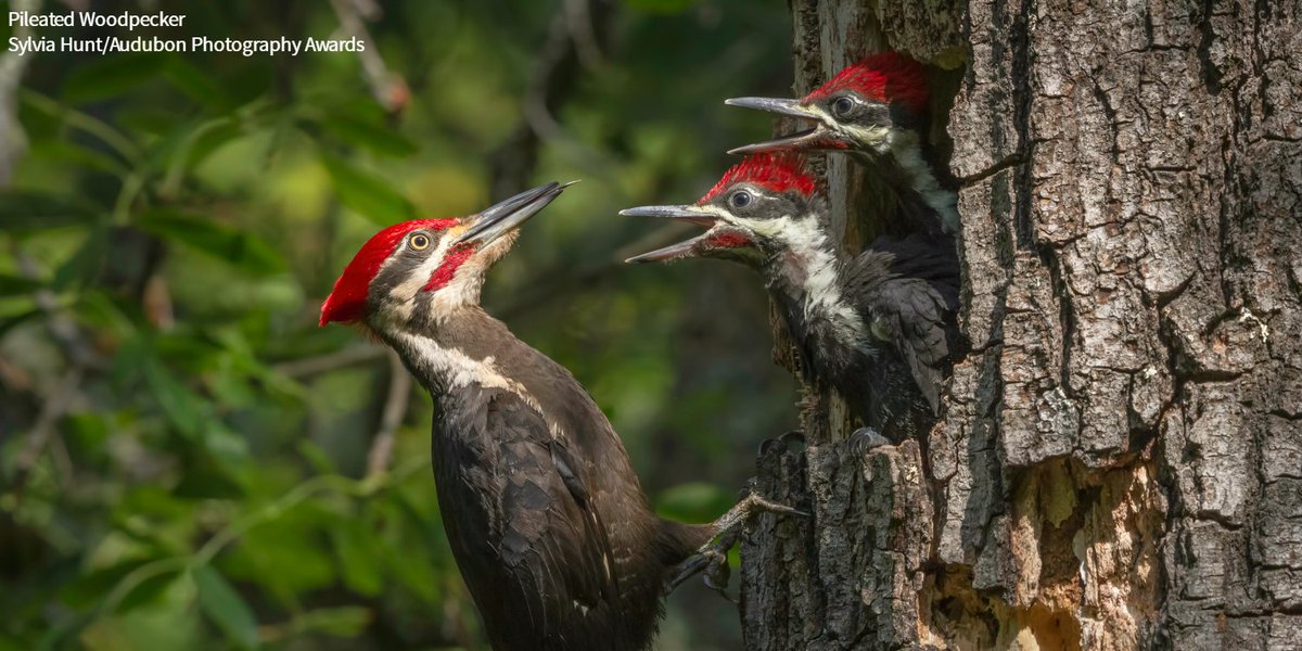 Audubon Society tweet media