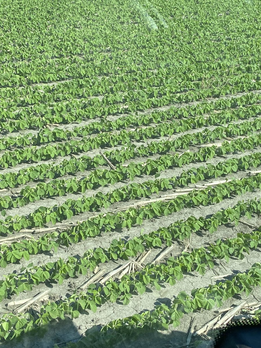 BoersenRoger's tweet image. Not 80 bushels in the bin yet but looking promising. Spraying them on a calm Sunday morning. Happy Father’s Day to all the dads out there farming and especially to my dad.