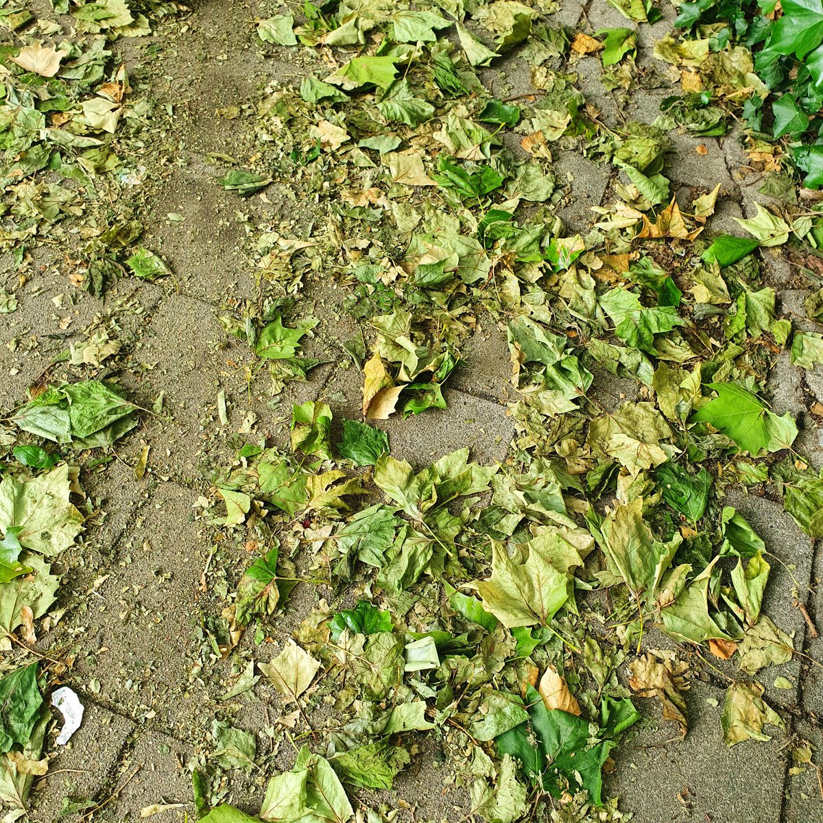 TruusRozinga tweet media