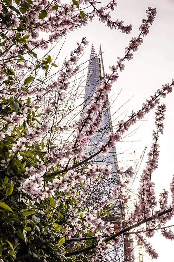 AirHostLondon's tweet photo. Did you know that one of the main #London attractions is The #Shard, the tallest building in the city made of 11,000 panels of glass 🇬🇧🇬🇧🇬🇧

#londonlandlords #londontenants #shortlets #weekend #sundayvibes #londonfacts #london https://t.co/NO3PO0SPiV