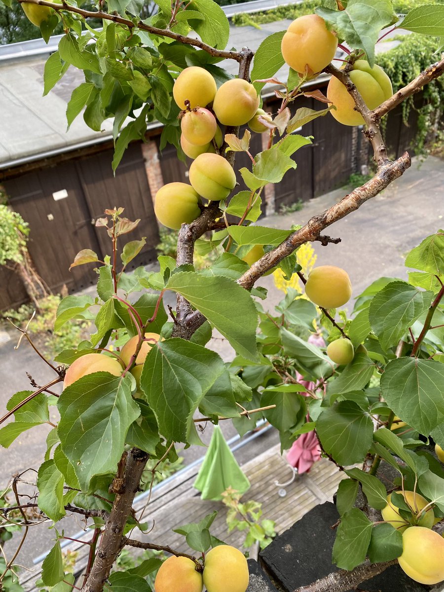Die Stockrosen rosarot🌸, überall blühen riesige gelbe Königskerzen und die Aprikosen sind reif. Kolonie10 bleibt!!! ✊🏽