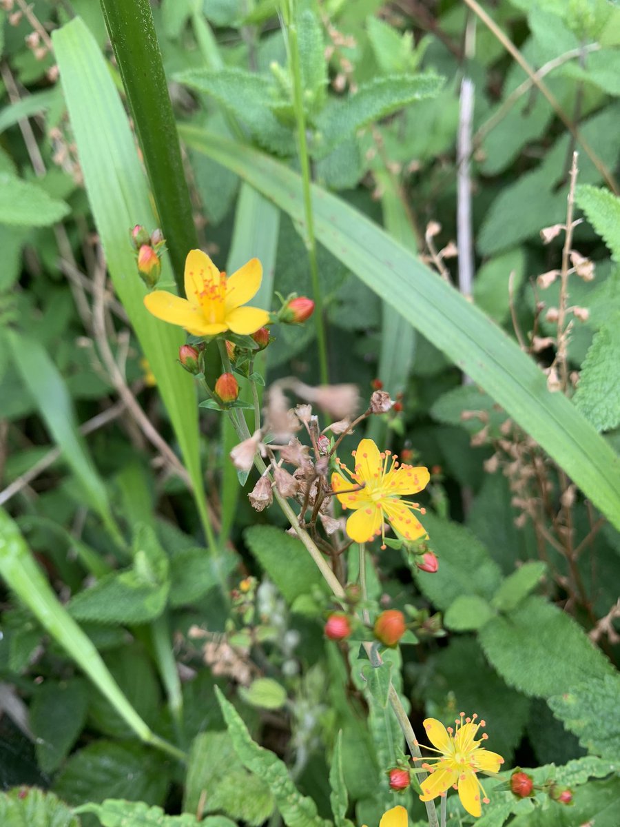 Todays walk in #snowdonia yellow pimpernel, eyebright, birds foot trefoil and St Johns Wort. #wildflowerhour