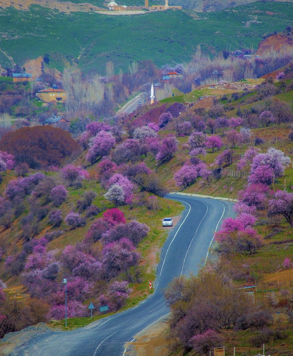 🌸 Çiçek açan badem ağaçları. Palu, Elazığ.