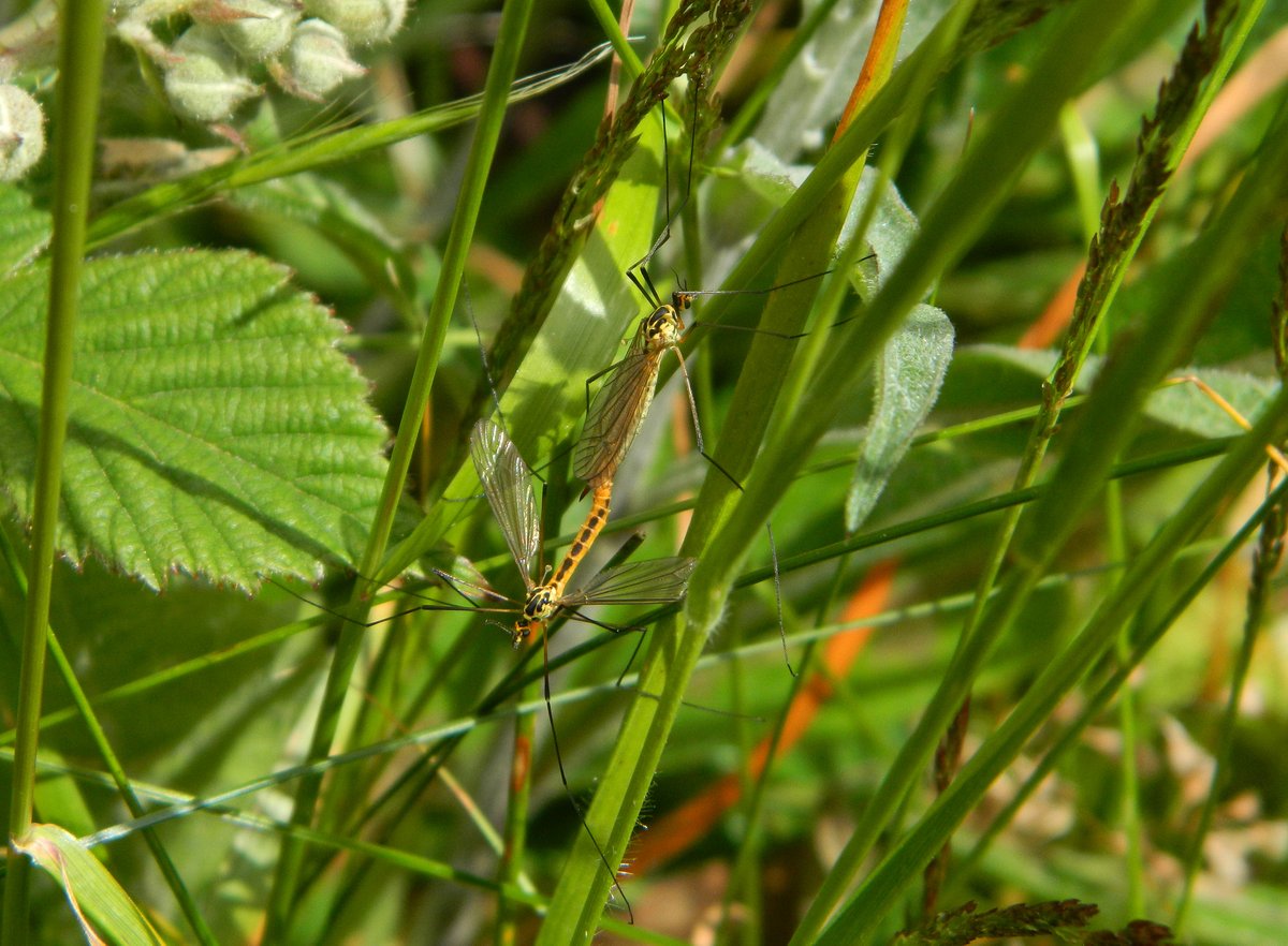 Mating pair of Tiger Cranefly (Nephrotoma flavescens) observed on #TunstallHills 19.6.22 🙌 Craneflies (Tipulidae) must be very under-recorded across the UK 🤔 &amp; would encourage you to use fab resources at dipterists.org.uk/cranefly-schem…
