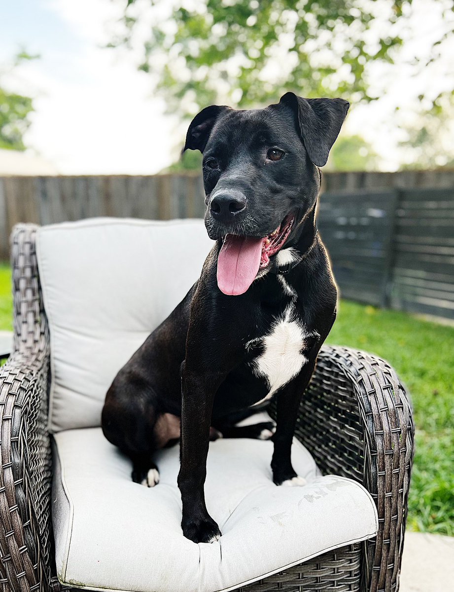 mistymac's tweet photo. Bubba spent 439 days at the shelter. 

I have no idea why. This dog is a dream dog for anyone looking for a companion. 

Seriously. He is amazingly well-mannered and so sweet.

He doesn’t beg.
He doesn’t bark.
He doesn’t growl.

He’s available to anyone in need of a best friend. https://t.co/B554oMxDDY