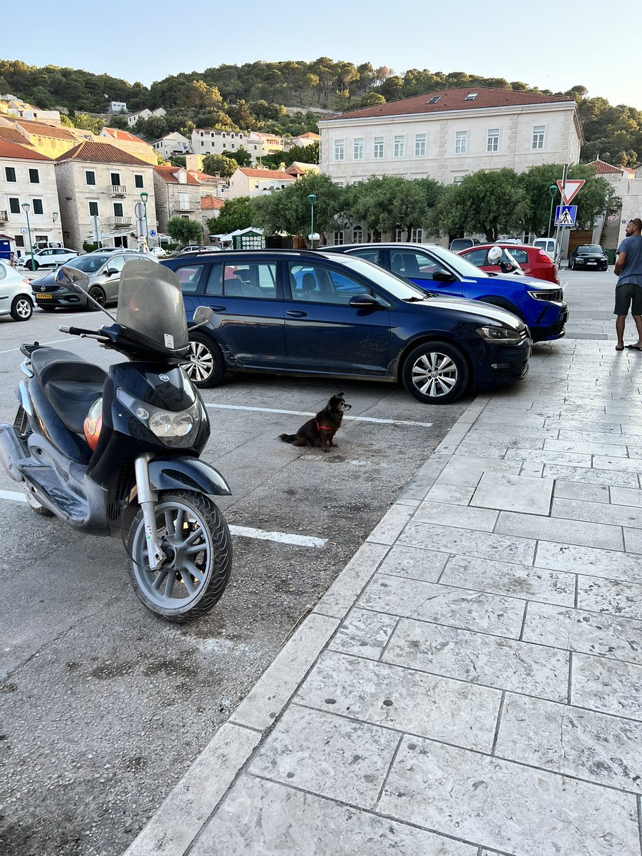 Alex_Teasdale's tweet photo. Not sure who’s riding him home. Great parking though
#croatia
#transport
#dogriding
#trustystead https://t.co/Vlirs5Jin8