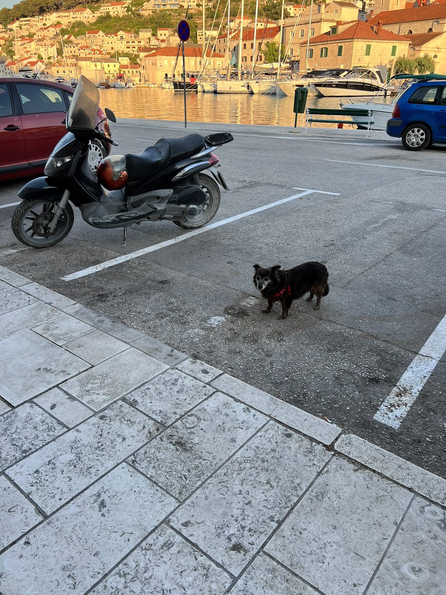 Alex_Teasdale's tweet photo. Not sure who’s riding him home. Great parking though
#croatia
#transport
#dogriding
#trustystead https://t.co/Vlirs5Jin8