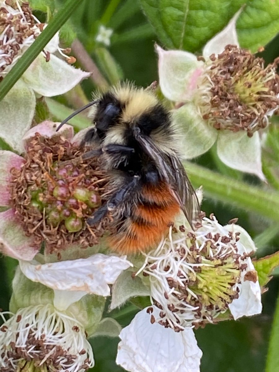No less than four Bilberry Bumble bees by Cudwell Meadow today! They were cold so obligingly photogenic!