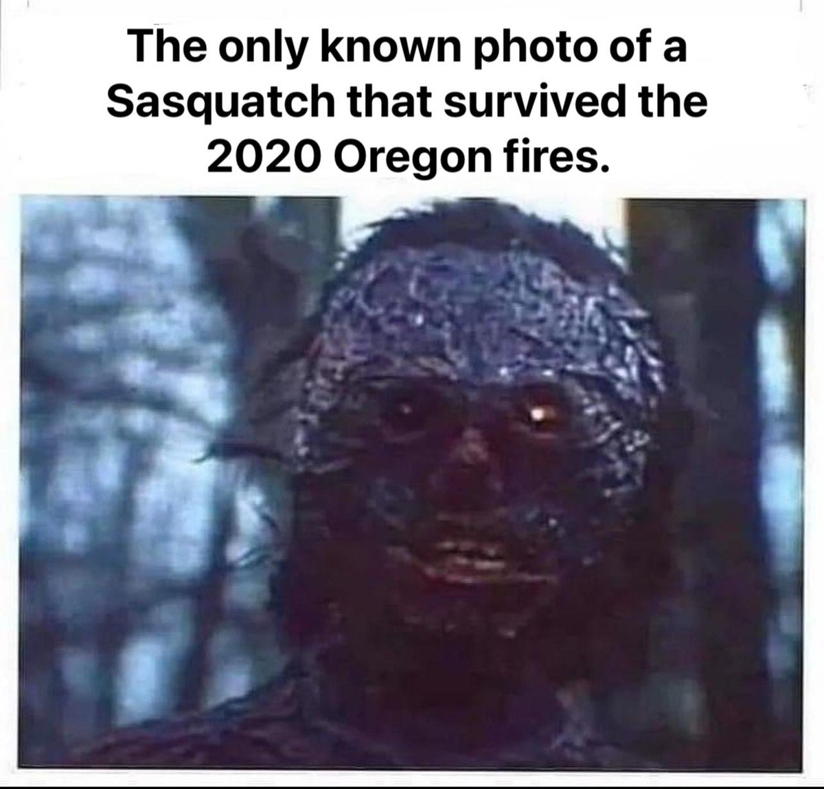 Rictor_Riolo's tweet photo. #bigfoot #sasquatch #savebigfoot #heisreal https://t.co/tm79e3Nnp4