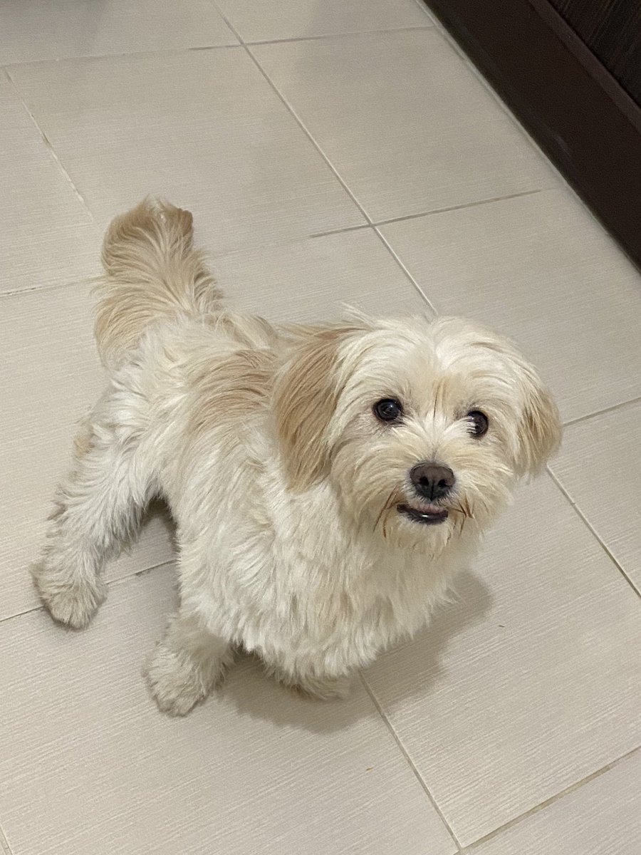 Tezgahta ki davuk çorbasını istiyorum