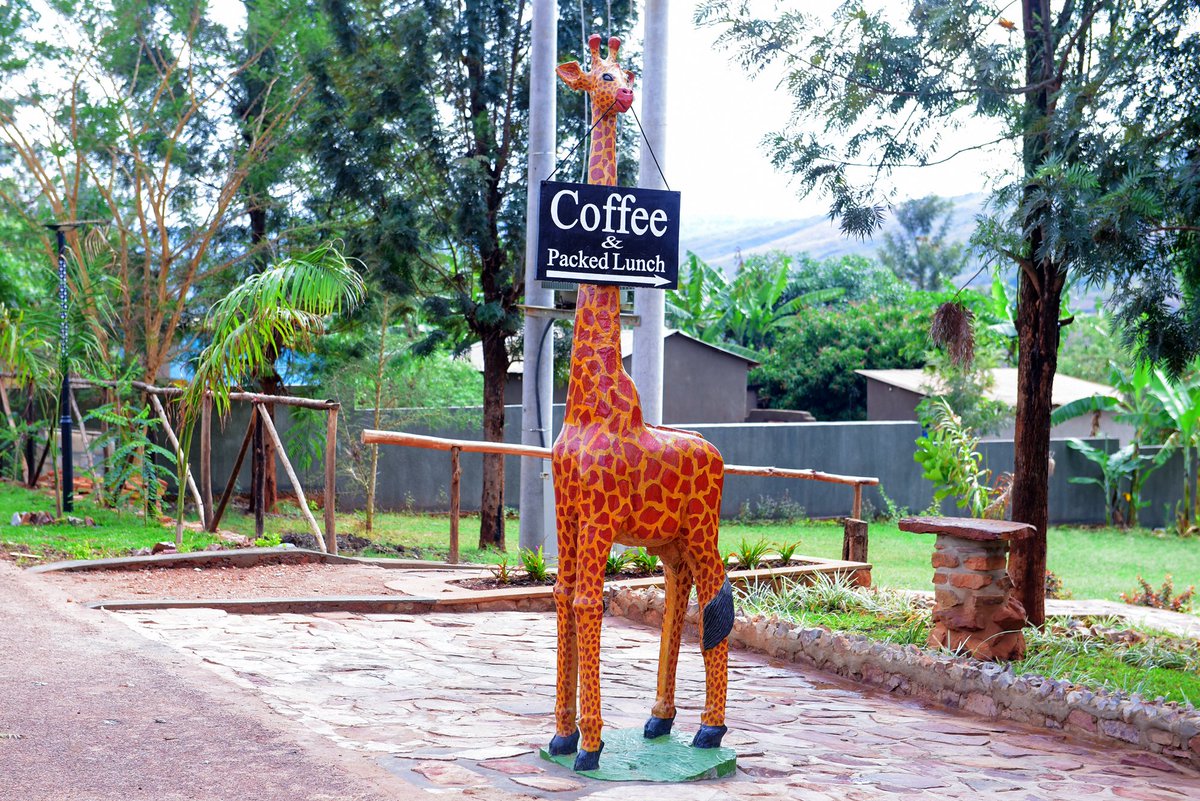 Happy World Giraffe Day from Akagera Transit Lodge. It's very obvious that giraffe is our favourite.

#WorldGiraffeDay2022 #AkageraTransitLodge #VisitRwanda #coffeeshop #PackedLunch