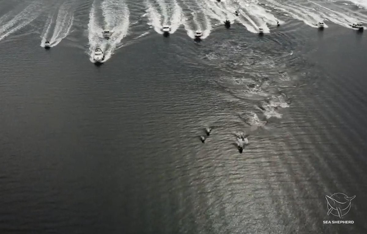 SeaShepherdFran's tweet image. Un groupe de dauphins globicéphales vient d'échapper à une mort atroce.

#StoptheGrind #SeaShepherd