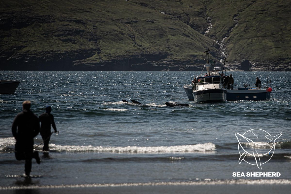 SeaShepherdFran's tweet image. Un groupe de dauphins globicéphales vient d'échapper à une mort atroce.

#StoptheGrind #SeaShepherd