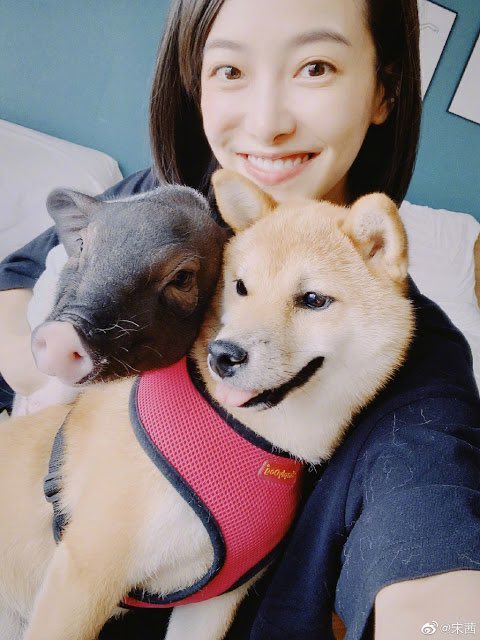 today’s kpop pet of the day is xiao ba, f(x) victoria’s pig