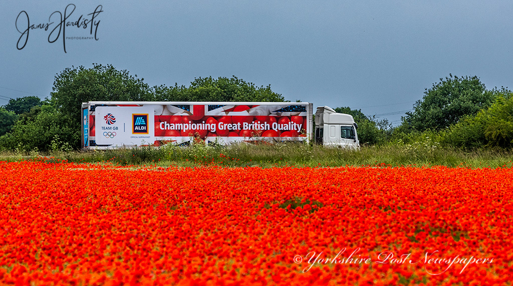 snapperjim's tweet photo. #Blooming marvellous: Now that's what I call seeing #RED a #Sea of #flowering #poppies near #Hull #flowerpower #nature #flowers #wildflowers #poppies #poppy  #art #photography #naturephotography #poppyfields #love #spring @yorkshirepost @AldiUK #AldiUK @FreshLinc #FreshLinc https://t.co/LZgTXbApCR