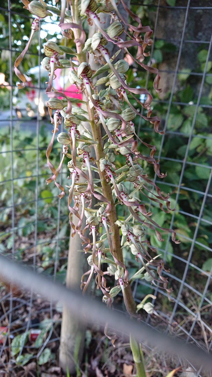 Anyone know about preserving a translocated Lizard Orchid which until a few days ago was happily growing 2m to the right on a urban roadside verge in Reading #rdguk #wildflowerhour #OrchidChallenge