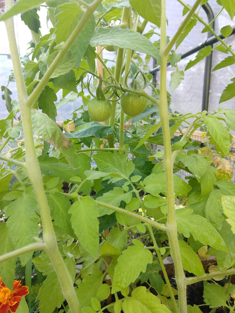 FAmato53's tweet photo. Our #aim garden grows #tomatoes. #rhymetime #allkids @WeehawkenTSD @weehawkennj #weegrow #weehawken @EricCrespoEDU @rca879 @al_orecchio @MrsCullinane https://t.co/VWSijIuZu5