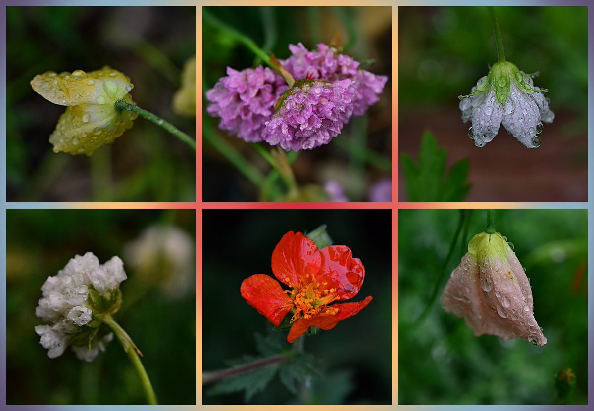 #SixOnSaturday it's been #rainy off and on this week, especially Monday. Bit of a break between spells on Tues, managed to snap some soggy #flower pics! #GardenersWorld #Alberta #June #wetseason details in comments