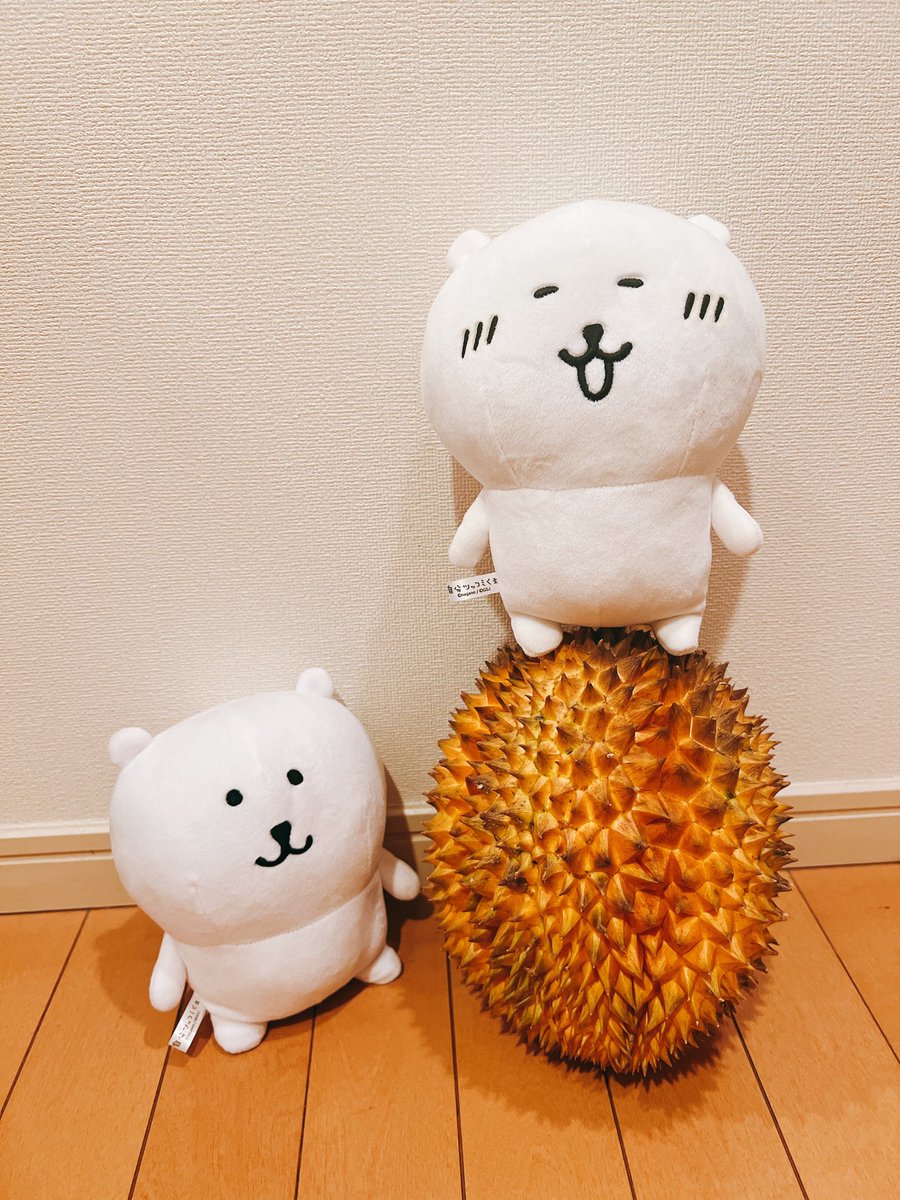 Dr_Pluto_'s tweet photo. 今年初の生ドリアン、完熟してなんとも神々しい黄金色。中身はコッテリクリーミー！チルドや冷凍もまずまず美味いけど、やはり生に限りますな〜 https://t.co/0pvWBu4EKX