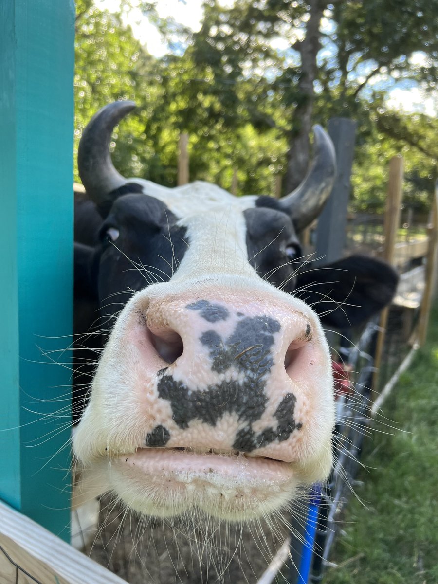 Are you going #vegan yet?