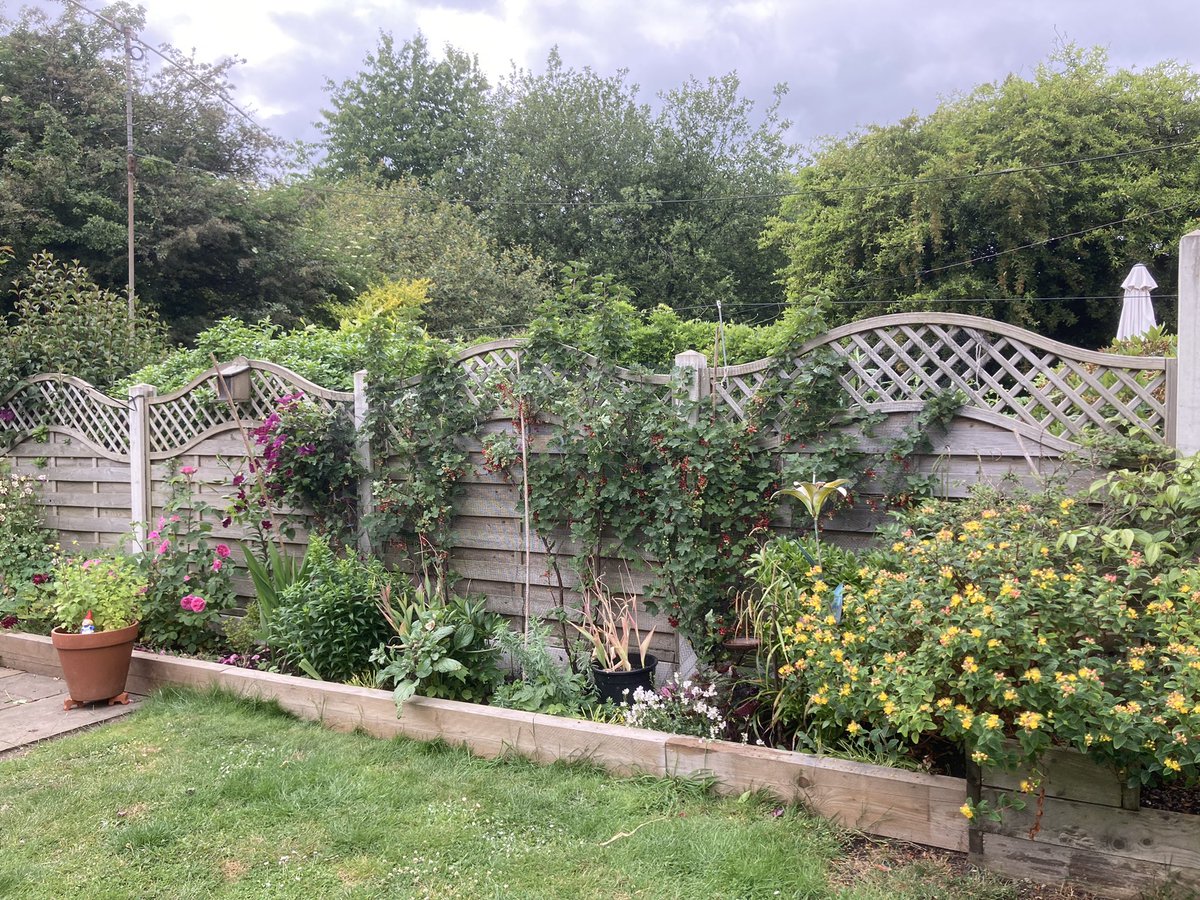 SaraLyndel's tweet photo. Cut back the leaves & netted the #redcurrents after picking a tub full. Been to the allotments & picked #peas #lettuce #strawberries. Took the #dog for a #walk with the boy and found a huge seed clock!! #family #GoldenRetrievers #GrowYourOwn #GYO #Organic https://t.co/29VugeaXkM