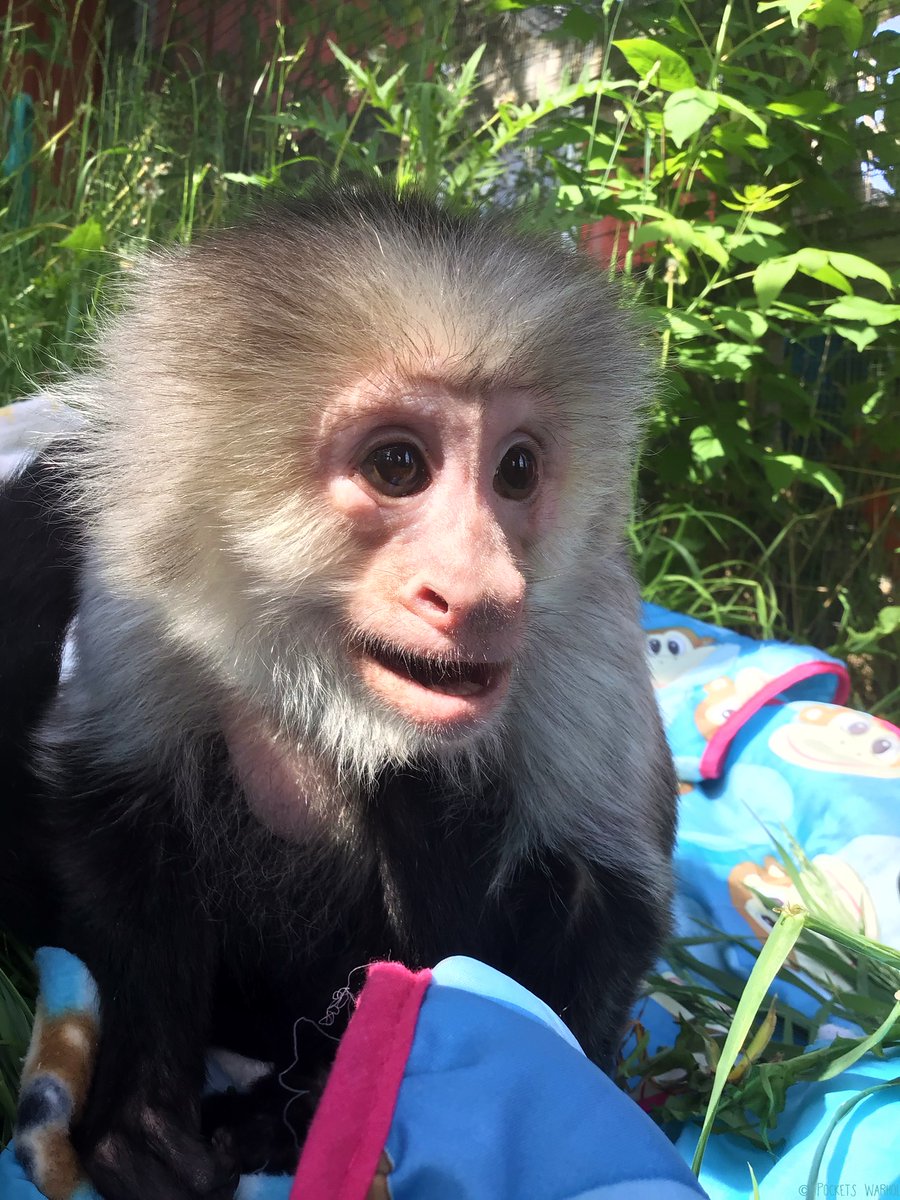 Nothing is missing from my life when I have nature by my side🌱🌞🐒 #BeKindToAnimals #afterlife3 #storybookmonkeys #naturelover