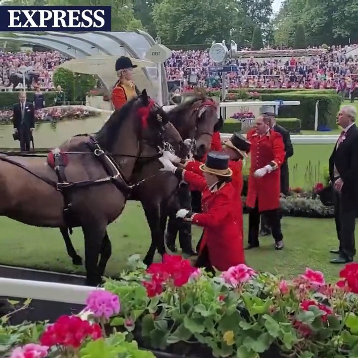 Daily Express on Twitter "This is the moment one of the horses pulling