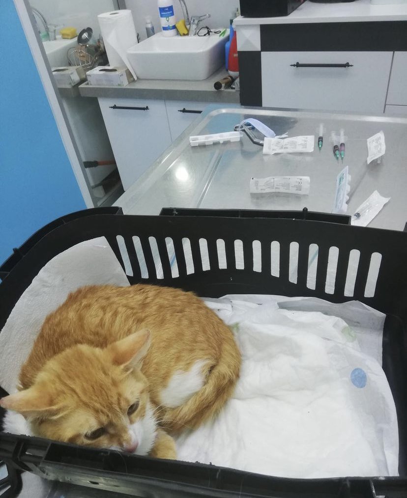 Yaklaşık 2 ay daha her gün iğne olmam gerekiyor, kilo aldığım için ilacımın dozu arttı. Artık daha kısa sürede bitecek. Bana destek olur musunuz?