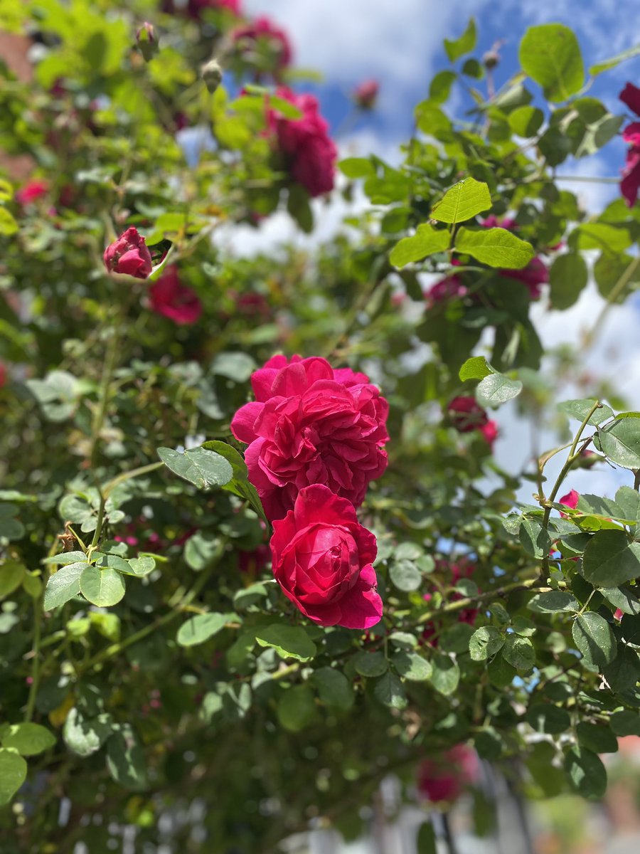 Jemima71161362's tweet photo. Some pictures I took in my grandmas garden. 💜@TrinityAcademyL https://t.co/P3gXk2z6MG