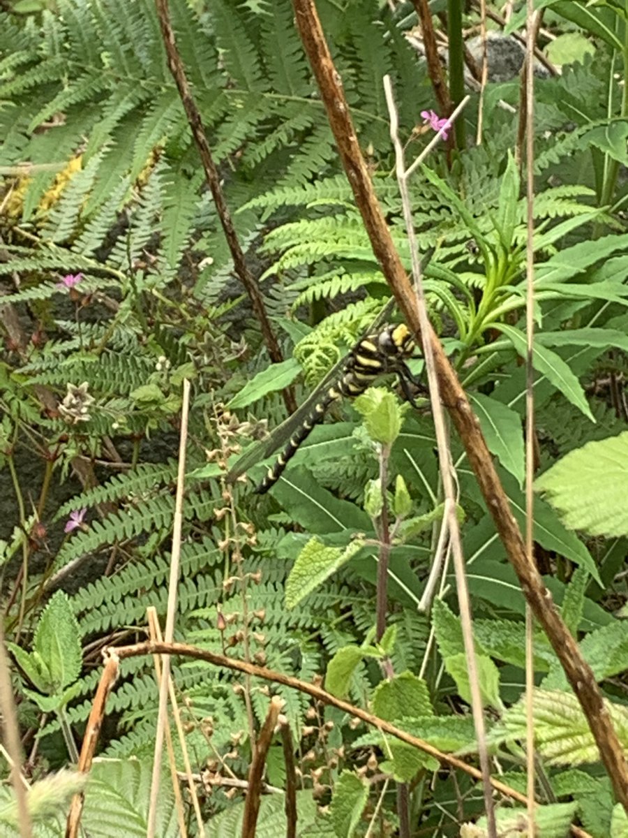 Small pearl-bordered fritillary and golden ringed dragonfly in Snowdonia today. Great day out with @mikerraine and @Penrhynbirder 30 bird species seen or heard. Thanks both. Time to work on the birdsong!! 🎶