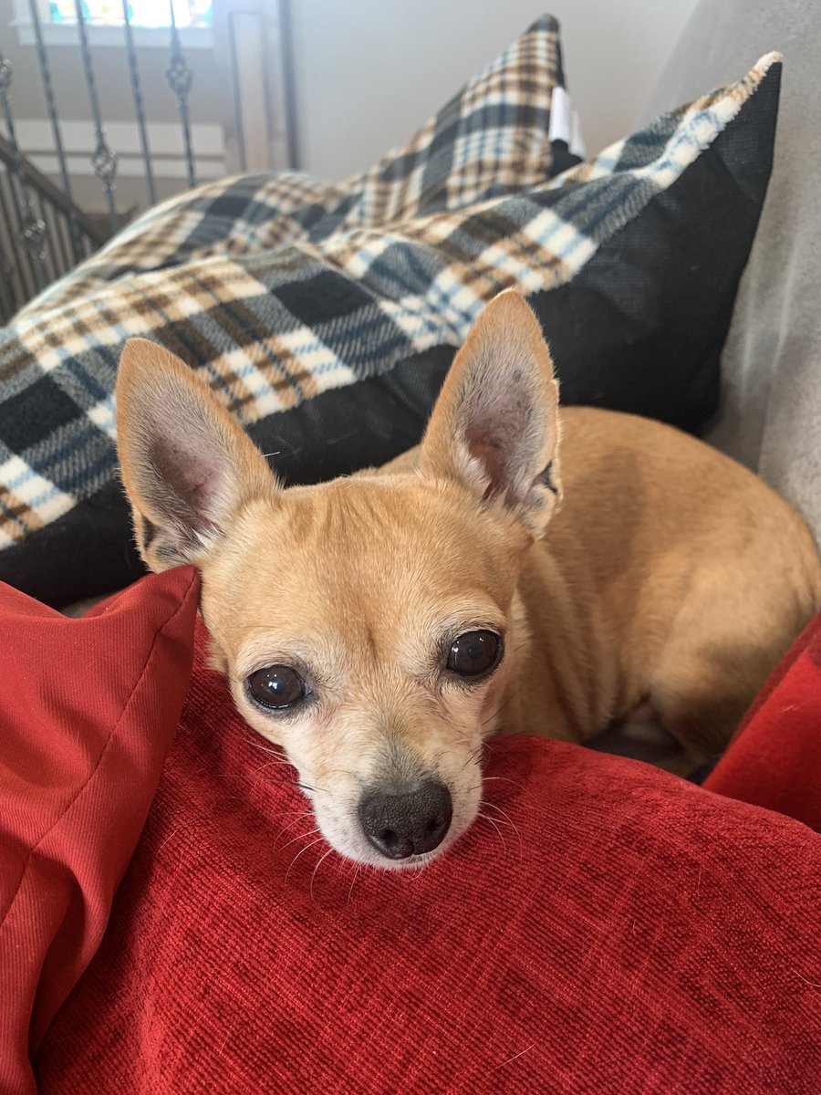 scheanit's tweet image. Leila went OTRB last evening while we were at the @garthbrooks (Thank You for the FANTASTIC show!) concert in SLC… Her Pug Bossing, Daddy Loving self will be sorely missed… Bless her sweet Chihuahua Angel soul.  😢🎈💔🌈