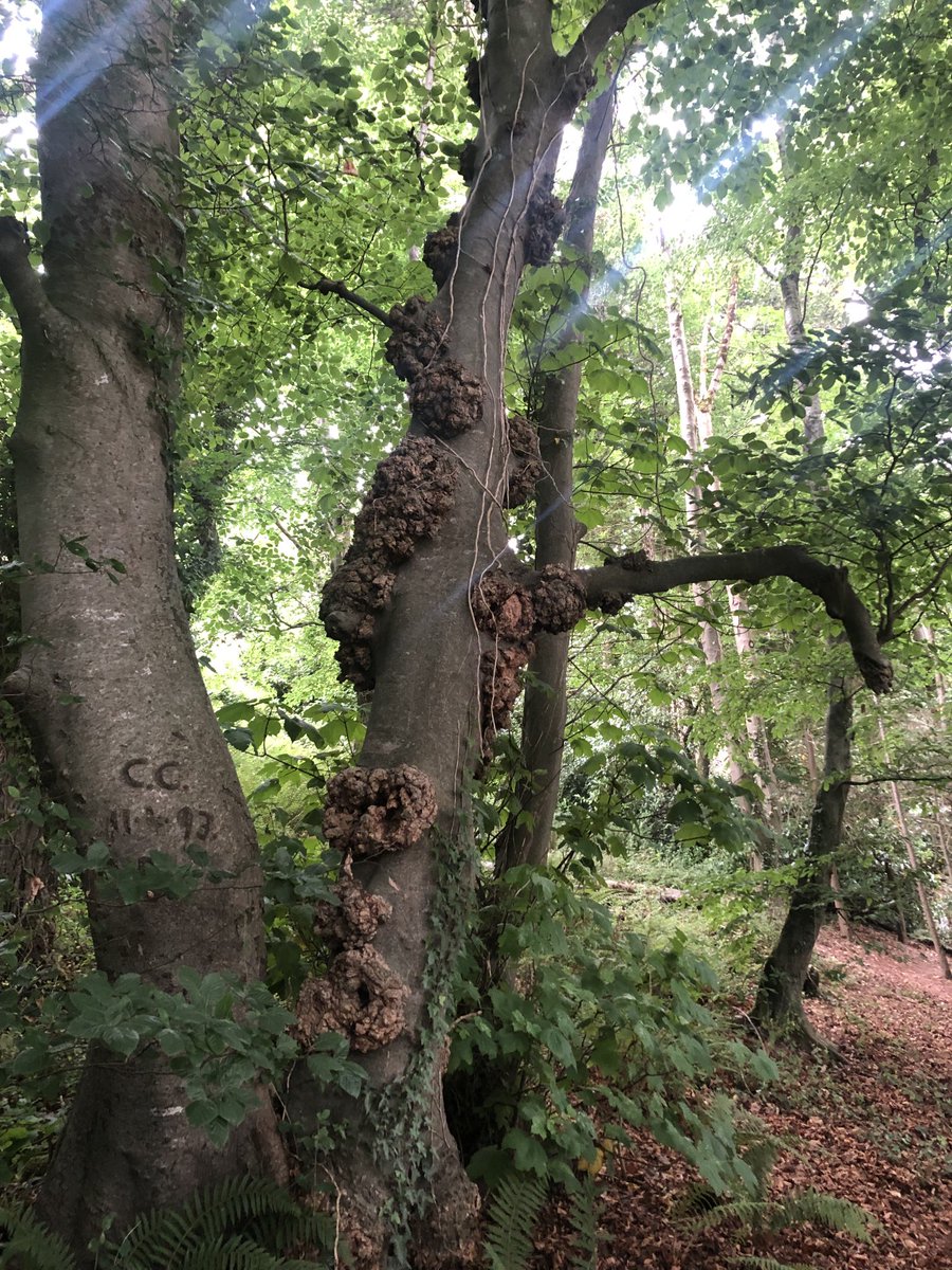 Dr Arthur Jackson tweet media