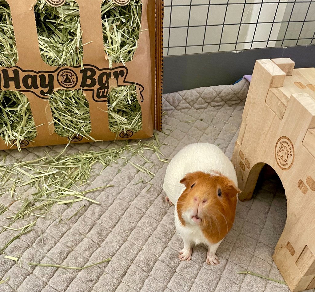 GuineaDad's tweet photo. I swear, Dumpling poses when she sees the camera 📷 🥰
#guineapigmodel #posing #cameraready #guineapig #guineadad
To shop Dumpling's favorite GuineaDad Hay Bars click https://t.co/tqF4NIJKv6 💕 https://t.co/nHOQ5vvs1k